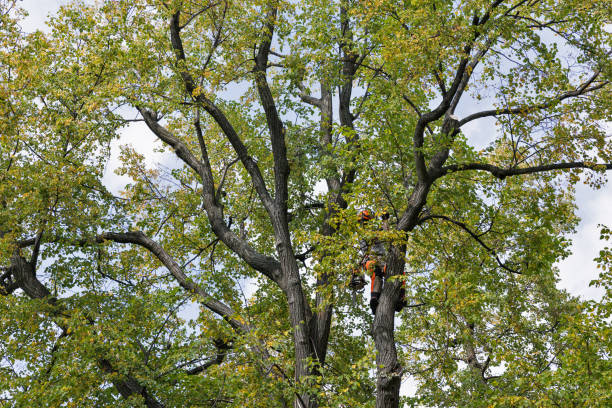 Trusted Lake Nacimiento, CA Tree Removal Services Experts